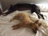 Annie & Julio enjoying a lie-in, on her way from Dorset to retire from racing in new 'forever home' in CehegÍn in MurcIa, S.Spain.